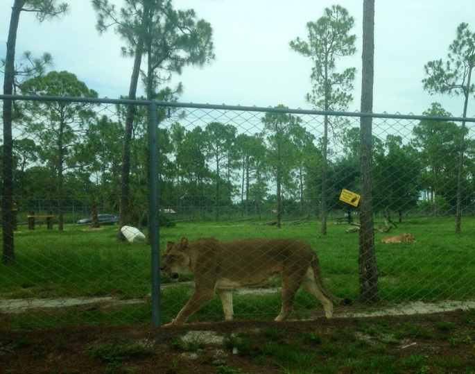 Lions are right by your car as you drive through the safari at the Lion Country Safari in Palm Beach County, Florida.