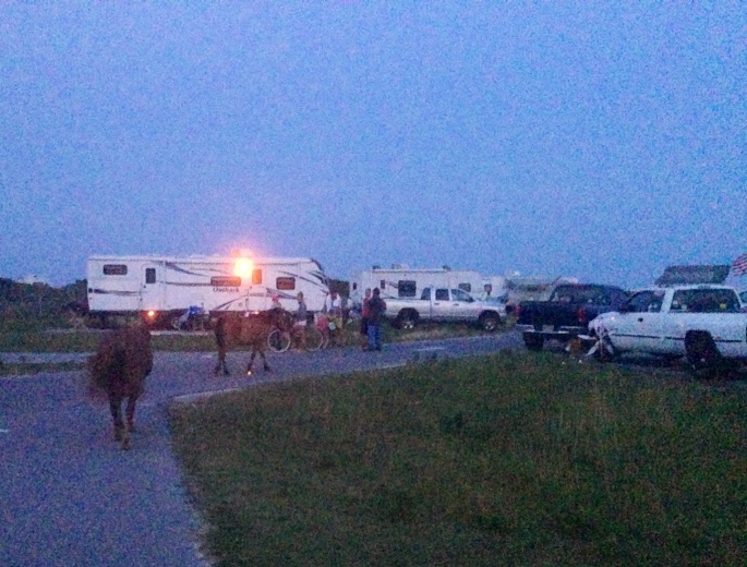 Horses roaming freely with the campers at Assateague.